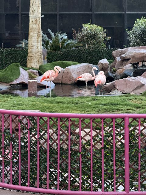 Las Vegas trip photo 344: IMG_8493